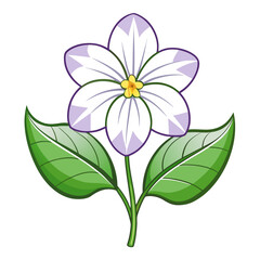 cape primrose streptocarpus rexii white line art on white