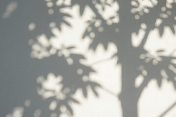 Shadow of a tree casts a long shadow on a wall.