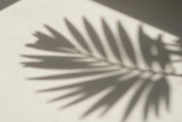 Shadow of a palm leaf casts a long shadow on a wall.