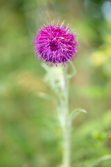Purple thistle flower blooming wild in Czechia field