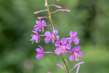 Obraz premium Fireweed flowers blooming in the summer meadow