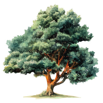 Watercolor illustration of Yew Tree, vector artwork, isolated on white background.