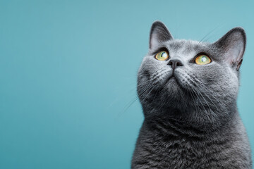 Close Up Face Portrait Of Grey British Shorthair Cat