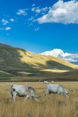 Italian Charolais cattle grazing pasture in Norcia Umbria