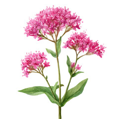 Fototapeta premium Valerian, watercolor illustration, vector style, isolated on a white background.