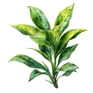 Ti Plant in watercolor painting style, vector illustration on white background.