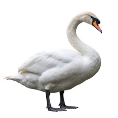Fototapeta premium A magnificent pure white swan featuring a long graceful curved neck an orange and black beak standing, isolated on transparent background