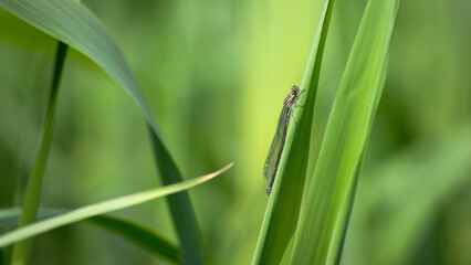 Enallagma cyathigerum. blue dragonfly on a meadow flower. Close-up dragonfly with big eyes sits on a green grass, field plant. natural blurred green background. macro nature. insect predator