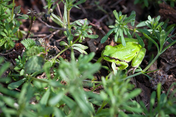 frog sits in green grass. A small European tree frog, sitting on a green blade of grass in summer. Small wild animal with wet skin, close up. amphibian in its natural habitat