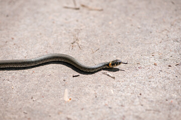Obraz premium Natrix Laurenti. A snake crawls along the road on a warm spring day. Sunny summer weather, mating season. Macro nature. snake, already, crawl, nature, beautiful, host, road, tongue.