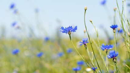 Cornflower, Centaurea cyanus Rare flower of Arable Fields. blue wildflowers, natural floral...