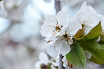 Obraz premium Prunus avium. White oriental cherry. white spring flowers on the tree, in the garden. cherry blossoms. natural background. idea of the spring awakening. focus. delicate flowers, beauty of nature