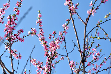 Peach blossom on the tree. The peach blossom is a symbol of the spring. delicate pink flower on a branch against the blue sky. Flowering season in the garden in spring. Close-up of the orchard