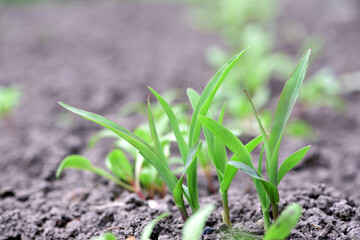 A small plant in soil, corn leaves, green sprout. Ecology, environmental protection. Greenhouse work. corn seedlings in field, small plants. spring, start of work, agriculture, close-up