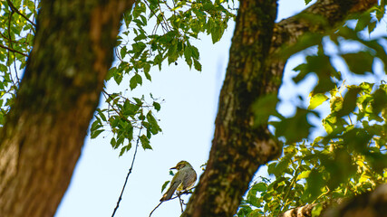 木にとまっているヒヨドリ