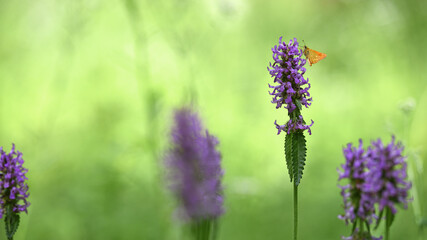 Ochlodes sylvanus on Betonica officinalis. butterfly collects nectar on pink wildflowers. summer season. butterfly on a flower close-up. Blurred light background. insects in nature, macro photo.
