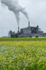 Industrial building emitting smoke near blooming rapeseed field