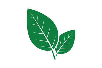 Vector illustration of two green leaves on a