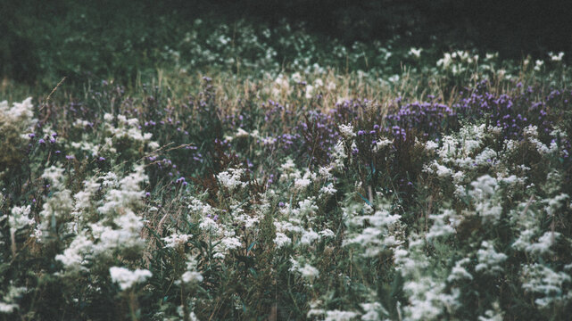 Natural wildflower meadow with white and purple flowers, rich biodiversity and soft summer light.