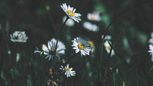 Delicate wild daisies growing in green meadow, soft light and natural spring atmosphere.