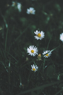 White daisy flowers standing in grass with soft blurred background, gentle and calming nature scene.
