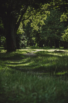 Narrow forest trail under dense green tree canopy with dappled sunlight, calm and immersive natural scenery.