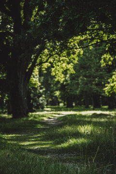 Narrow forest trail under dense green tree canopy with dappled sunlight, calm and immersive natural scenery.
