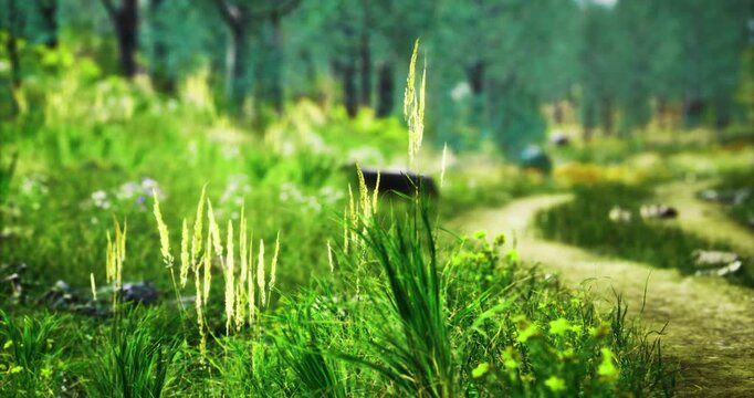 Vibrant green grass and wildflowers border a winding path in a peaceful forest. Sunlight filters through the trees, enhancing the tranquil atmosphere of the natural surroundings.