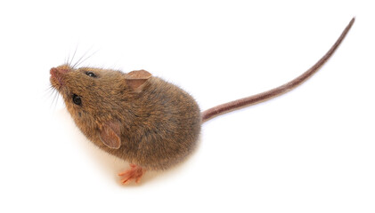 Brown wild field mouse looking up isolated on white