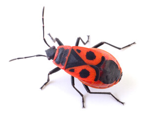 Red and black fire bug insect isolated on white background