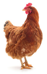 Brown laying hen chicken standing isolated on white