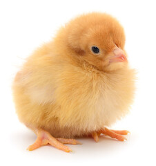 Obraz premium Small light yellow fluffy chicken isolated on white