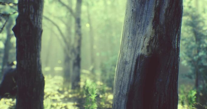 Soft sunlight streams through a canopy of trees, creating a peaceful atmosphere in a lush forest. Green foliage and tall trunks harmonize in a tranquil natural setting.
