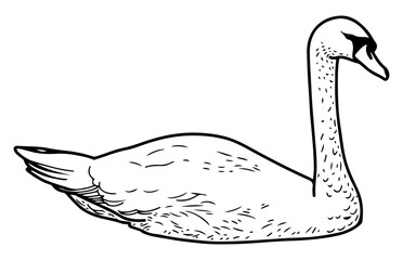 Swan. Sketch vector hand drawn. Bird. Flying animal. Wings, beak, long neck, feathers. Aquatic, migratory. Black and white illustration. Engraved graphic art.