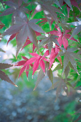 紅葉したモミジ