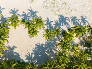 The coconut groves of Dongjiao in Wenchang, Hainan, on a summer evening.