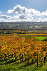 Autumn grapevines growing in Santenay vineyard under blue sky