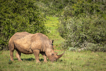 Naklejka premium A female white rhinoceros (Ceratotherium simum), Shamwari Private Game Reserve, South Africa.