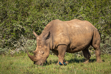 Obraz premium A female white rhinoceros (Ceratotherium simum), Shamwari Private Game Reserve, South Africa.