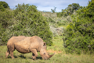 Naklejka premium A female white rhinoceros (Ceratotherium simum), Shamwari Private Game Reserve, South Africa.