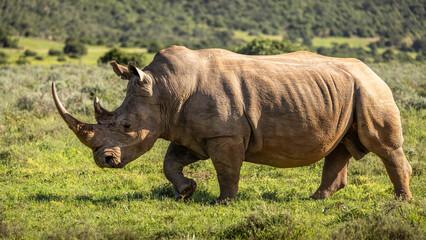 Obraz premium A female white rhinoceros (Ceratotherium simum), Shamwari Private Game Reserve, South Africa.