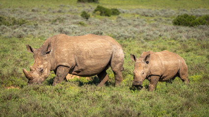 Fototapeta premium White rhinoceros with a calf (Ceratotherium simum), Shamwari Private Game Reserve, South Africa.