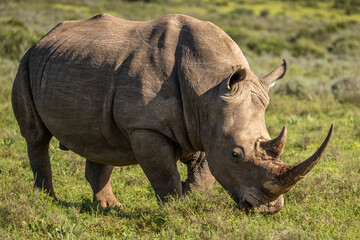 Fototapeta premium A female white rhinoceros (Ceratotherium simum), Shamwari Private Game Reserve, South Africa.