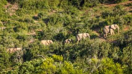 Obraz premium A herd of elephant ( Loxodonta Africana) climbing a hill, Shamwari Private Game Reserve, South Africa.