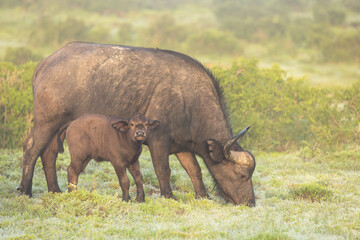 Fototapeta premium Female cape buffalo with calf ( Syncerus caffer), Shamwari Private Game Reserve, South Africa.