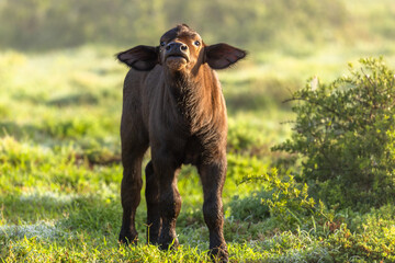 Cape buffalo calf ( Syncerus caffer) smelling, Shamwari Private Game Reserve, South Africa.