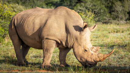 Fototapeta premium A female white rhinoceros (Ceratotherium simum), Shamwari Private Game Reserve, South Africa.