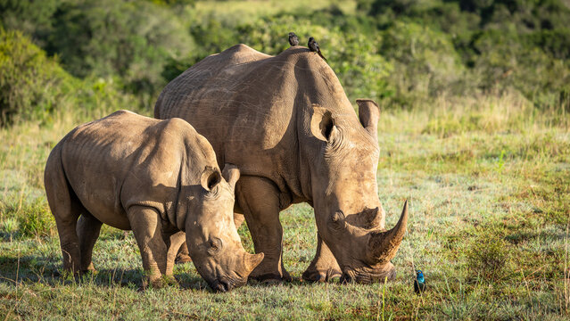 White rhinoceros with a calf (Ceratotherium simum), Shamwari Private Game Reserve, South Africa.