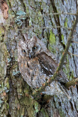 Eurasian Scops Owl perching on tree branch in Kubochna