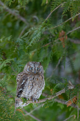 Eurasian scops owl perched on tree branch looking forward